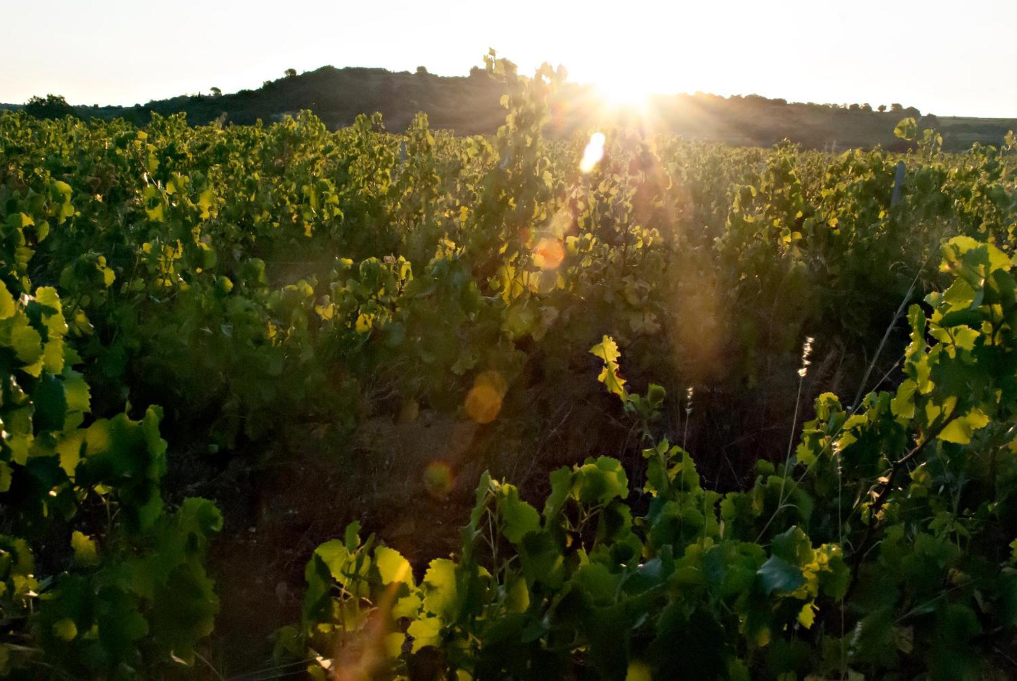 Bed and Breakfast Chartreuse De Mougeres - Caux Pezenas Экстерьер фото